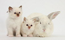 Two white kittens and a white rabbit.