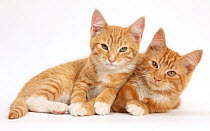 Two ginger kittens, lounging together.