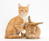 Ginger kitten with sandy lionhead-cross rabbit.