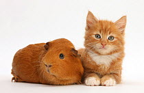 Ginger kitten, 7 weeks, and red guinea pig.