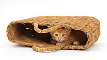 Shy ginger kitten peeping out of raffia basket