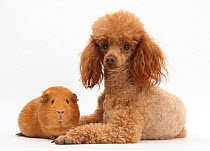 Red toy Poodle dog and red guinea pig.