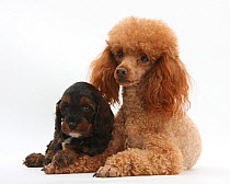 Red toy Poodle dog and his Cockerpoo puppy.