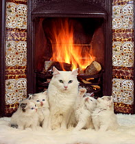 White cat and kittens in front of a log fire.