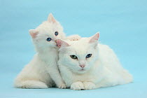White Maine Coon-cross mother cat, and her white kitten.