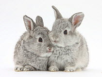 Two baby silver rabbits.