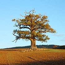 English Oak (Quercus robur) standing solitary in a field. Surrey, UK, November. Year sequence, 1 of 4 (winter).