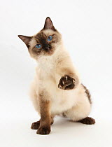 Birman-cross cat with one paw raised, claws extended.
