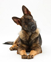 RF- German Shepherd Dog looking inquisitively with tilted head. (This image may be licensed either as rights managed or royalty free.)