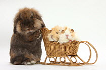 Lionhead-cross rabbit pushing two young guinea pigs in a wicker toy sledge.