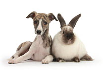 Brindle-and-white Whippet puppy, 9 weeks, with colourpoint rabbit.
