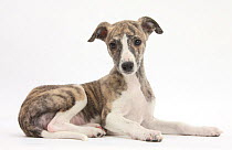 RF- Brindle-and-white Whippet puppy, 9 weeks. (This image may be licensed either as rights managed or royalty free.)
