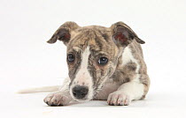 Brindle-and-white Whippet puppy, 9 weeks.