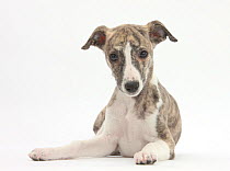Brindle-and-white Whippet puppy, 9 weeks.