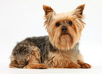 RF- Yorkshire Terrier against a white background. (This image may be licensed either as rights managed or royalty free.)