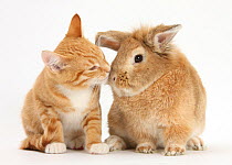 Ginger kitten kissing a sandy lionhead-cross rabbit.