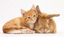 Ginger kitten lying with sandy lionhead-cross rabbit.