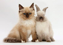 Ragdoll-cross kitten and young colourpoint rabbit.