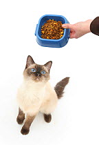 Birman-cross cat looking up at dry food in a bowl.
