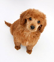 Apricot miniature Poodle puppy, 8 weeks.