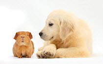 Golden Retriever puppy, 16 weeks, looking at red guinea pig.