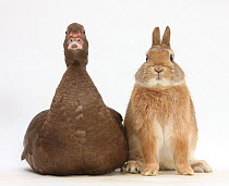 Chocolate Muscovy duck and Netherland dwarf-cross rabbit.