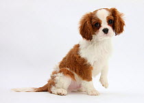 Blenheim Cavalier King Charles Spaniel puppy, 11 weeks.