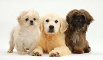 Golden Retriever puppy, 16 weeks, with cream Shih-tzu puppy, 7 weeks, and brown Shih-tzu, 5 months.