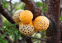 Indian Bread - polyporacaea fungal fruit on Southern Beech tree. Argentina, Patagonia, South America, March.