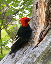 Magellanic Woodpecker (Campephilus magellanicus) male perched on a tree. Argentina, South America, March.