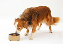 Border Collie bitch, eating dog food from a dish.