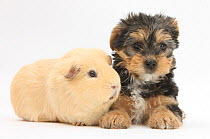 Yorkshire Terrier puppy, 8 weeks, with guinea pig.