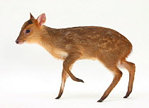 Muntjac Deer (Muntiacus reevesi) fawn in studio conditions, in profile.