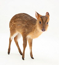 Portrait of a Muntjac Deer (Muntiacus reevesi) fawn. Studio conditions.