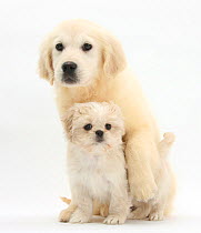 Golden Retriever puppy, 16 weeks, with cream Shih-tzu puppy, 7 weeks.