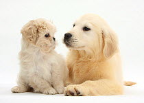 Golden Retriever puppy, 16 weeks, with cream Shih-tzu puppy, 7 weeks.
