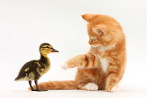 Ginger kitten and Mallard duckling.
