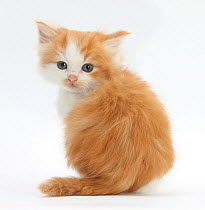 Ginger-and-white kitten looking over its shoulder.