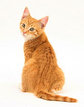 Ginger kitten, rear view looking over his shoulder.