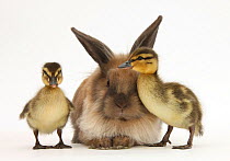 Young Lionhead-Lop rabbit and Mallard ducklings.