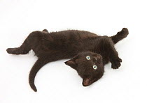 Black kitten, 7 weeks, rolling on its back.