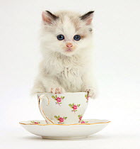 Colourpoint kitten in a tea cup.