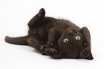 Black kitten, 7 weeks, rolling on its back.