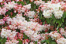 Rhododendron flowers. Winkworth Arboretum, Surrey, UK, May.