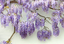 Wisteria in flower against a white wall. Surrey, UK, May.