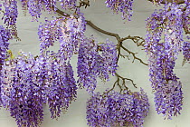 Wisteria in flower against a white wall. Surrey, UK, May.