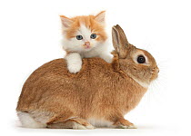 Ginger-and-white kitten and sandy Netherland dwarf-cross rabbit.