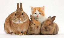 Ginger-and-white kitten, sandy Netherland dwarf-cross rabbit and baby Lionhead cross rabbits.