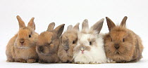 Five baby Lionhead-cross rabbits in line