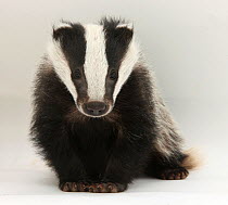 Portrait of a young Badger (Meles meles).